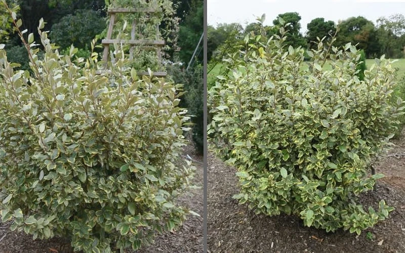 Olive Martini Elaeagnus - 3 Gallon Pot 6 Olive Martini Elaeagnus - 3 Gallon Pot - Image 4
