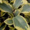 Olive Martini Elaeagnus - 3 Gallon Pot -Wilson Bros Garden elaeagnus olive martini 12 3