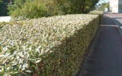 Olive Martini Elaeagnus - 2 Gallon Pot 11 Olive Martini Elaeagnus - 2 Gallon Pot -Wilson Bros Garden elaeagnus olive martini 13