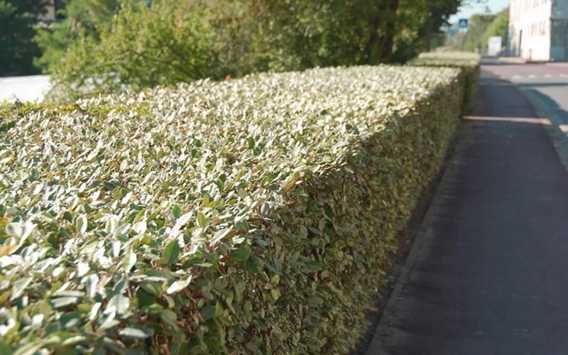 Olive Martini Elaeagnus - 2 Gallon Pot 7 Olive Martini Elaeagnus - 2 Gallon Pot - Image 5