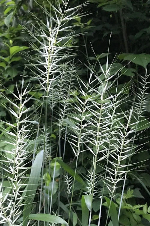 Bottle Brush Grass (Elymus Hystrix) - 1 Gallon Pot 8 Bottle Brush Grass (Elymus Hystrix) - 1 Gallon Pot - Image 6