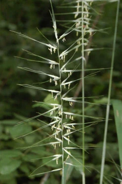 Bottle Brush Grass (Elymus Hystrix) - 1 Gallon Pot 12 Bottle Brush Grass (Elymus Hystrix) - 1 Gallon Pot -Wilson Bros Garden elymus hystrix bottlebrush grass 4 1
