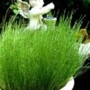 Dwarf Horsetail Reed Grass (Equisetum Scirpoides) - 1 Gallon Pot 1 Dwarf Horsetail Reed Grass (Equisetum Scirpoides) - 1 Gallon Pot -Wilson Bros Garden equisetum scirpoides dwarf horsertail grass 1