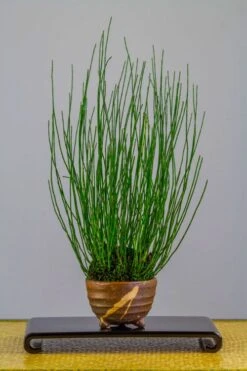 Dwarf Horsetail Reed Grass (Equisetum Scirpoides) - 1 Gallon Pot -Wilson Bros Garden equisetum scirpoides dwarf horsertail grass 2
