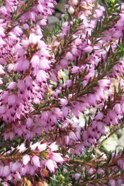 Mediterranean Pink Winter Heath (Erica Darleyensis) - 1 Gallon Pot -Wilson Bros Garden erica darleyensis mediterreanean pink heath 10