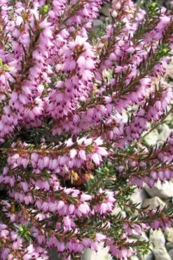 Mediterranean Pink Winter Heath (Erica Darleyensis) - 1 Gallon Pot -Wilson Bros Garden erica darleyensis mediterreanean pink heath 11