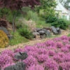 Mediterranean Pink Winter Heath (Erica Darleyensis) - 1 Gallon Pot -Wilson Bros Garden erica darleyensis mediterreanean pink heath 15