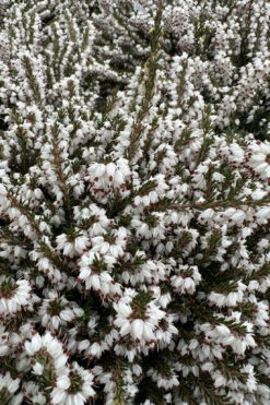 Mediterranian White Winter Heath (Erica Darleyensis) - 1 Gallon Pot -Wilson Bros Garden erica darleyensis mediterreanean white heath 11