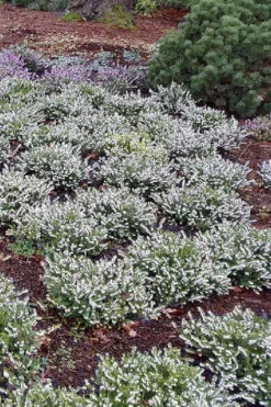 Mediterranian White Winter Heath (Erica Darleyensis) - 1 Gallon Pot -Wilson Bros Garden erica darleyensis mediterreanean white heath 12