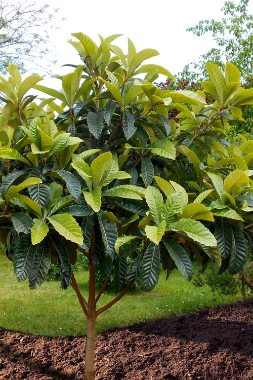 Loquat Tree (Eriobotrya Japonica) - 7 Gallon Pot (6-7') 6 Loquat Tree (Eriobotrya Japonica) - 7 Gallon Pot (6-7') - Image 4