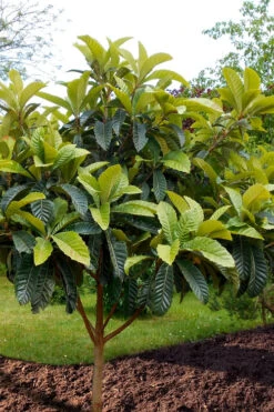 Loquat Tree (Eriobotrya Japonica) - 5 Gallon Pot 11 Loquat Tree (Eriobotrya Japonica) - 5 Gallon Pot -Wilson Bros Garden eriobotryia japonica loquat tree 100