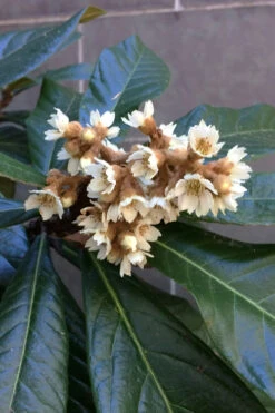 Loquat Tree (Eriobotrya Japonica) - 7 Gallon Pot (5-6') -Wilson Bros Garden eriobotryia japonica loquat tree 101 2