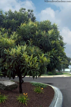 Loquat Tree (Eriobotrya Japonica) - 7 Gallon Pot (6-7') 13 Loquat Tree (Eriobotrya Japonica) - 7 Gallon Pot (6-7') -Wilson Bros Garden eriobotryia japonica loquat tree 103 1