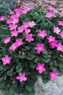 Pink Dwarf Heronsbill (Erodium X Variabile 'Bishop's Form') - 5 Pack Of Quart Pots -Wilson Bros Garden erodium variabile bishops form heronsbill 1