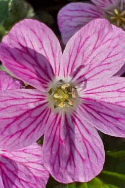 Pink Dwarf Heronsbill (Erodium X Variabile 'Bishop's Form') - 5 Pack Of Quart Pots -Wilson Bros Garden erodium variabile bishops form heronsbill 2