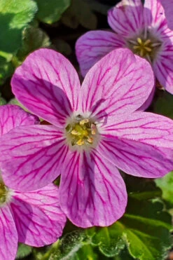 Pink Dwarf Heronsbill (Erodium X Variabile 'Bishop's Form') - 5 Pack Of Quart Pots -Wilson Bros Garden erodium variabile bishops form heronsbill 3