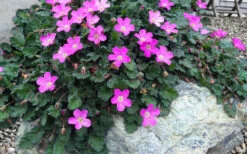 Pink Dwarf Heronsbill (Erodium X Variabile 'Bishop's Form') - 5 Pack Of Quart Pots -Wilson Bros Garden erodium variabile bishops form heronsbill 5