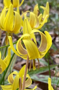 Yellow Trout Lily (Erythronium Americanum) - 3-Pack Of Quart Pots -Wilson Bros Garden erythronium americanum yellow trout lily 3