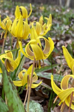 Yellow Trout Lily (Erythronium Americanum) - 3-Pack Of Quart Pots -Wilson Bros Garden erythronium americanum yellow trout lily 4