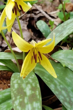 Yellow Trout Lily (Erythronium Americanum) - 3-Pack Of Quart Pots -Wilson Bros Garden erythronium americanum yellow trout lily 5