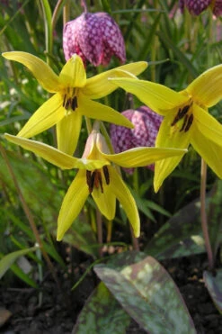 Yellow Trout Lily (Erythronium Americanum) - 3-Pack Of Quart Pots -Wilson Bros Garden erythronium americanum yellow trout lily 6