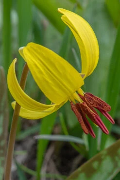 Yellow Trout Lily (Erythronium Americanum) - 3-Pack Of Quart Pots -Wilson Bros Garden erythronium americanum yellow trout lily 7