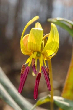 Yellow Trout Lily (Erythronium Americanum) - 3-Pack Of Quart Pots