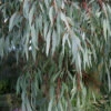 Angus Cold Hardy Eucalyptus Tree (Eucalyptus Nicholii) - 5 Gallon Pot
