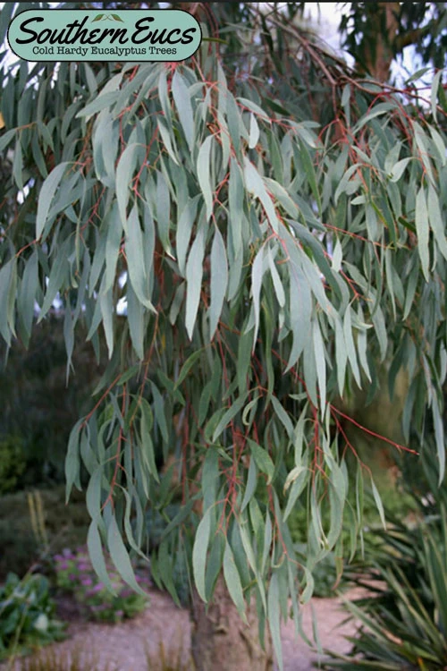 Angus Cold Hardy Eucalyptus Tree (Eucalyptus Nicholii) - 6 Pack Of 1 Gallon Pots 3 Angus Cold Hardy Eucalyptus Tree (Eucalyptus Nicholii) - 6 Pack Of 1 Gallon Pots