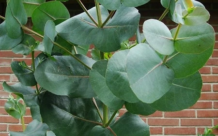 Big O Cold Hardy Eucalyptus Tree (Eucalyptus Neglecta) - 2 Gallon Pot 9 Big O Cold Hardy Eucalyptus Tree (Eucalyptus Neglecta) - 2 Gallon Pot - Image 7
