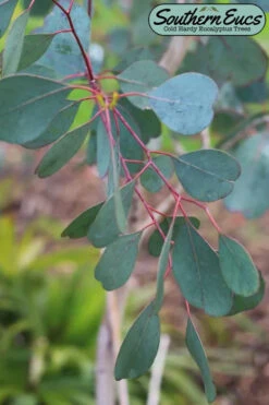 Lucky Country Cold Hardy Eucalyptus Tree (Eucalyptus Camphora) - 6 Pack Of 1 Gallon Pots