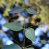 Grace Cold Hardy Eucalyptus Tree (Eucalyptus Elliptica) - 3 Quart Pot -Wilson Bros Garden eucalyptus elliptica grace 1 2