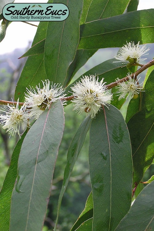 Jersey Girl Cold Hardy Eucalyptus Tree (Eucalyptus Macarthurii) - 3 Quart Pot 3 Jersey Girl Cold Hardy Eucalyptus Tree (Eucalyptus Macarthurii) - 3 Quart Pot