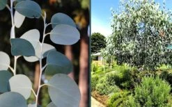 Mappa Tassie Cold Hardy Eucalyptus Tree (Eucalyptus Pauciflora) - 2 Gallon Pot -Wilson Bros Garden eucalyptus mappa tassie combo