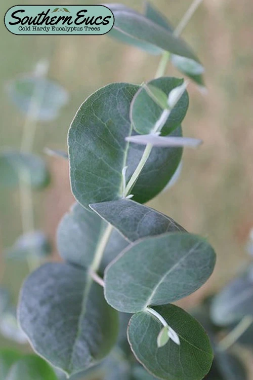 Big O Cold Hardy Eucalyptus Tree (Eucalyptus Neglecta) - 1 Gallon Pot 3 Big O Cold Hardy Eucalyptus Tree (Eucalyptus Neglecta) - 1 Gallon Pot