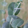 Big O Cold Hardy Eucalyptus Tree (Eucalyptus Neglecta) - 5 Gallon Pot (3-4') -Wilson Bros Garden eucalyptus neglecta big 0 1 4