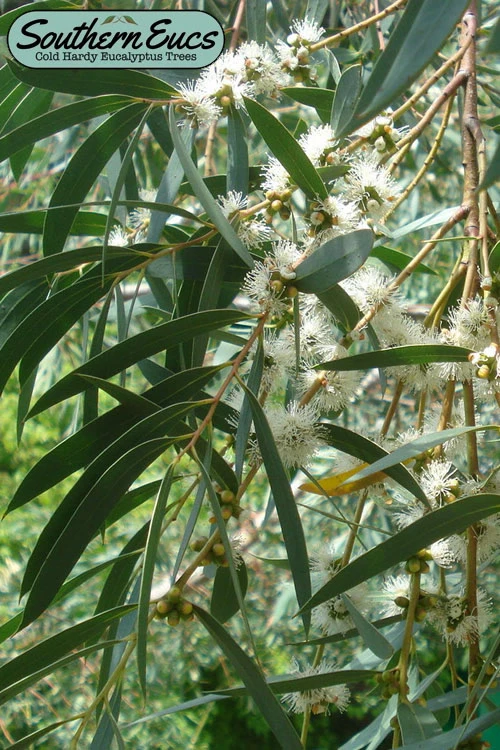 Funky Monkey Cold Hardy Eucalyptus Tree (Eucalyptus Parvula) - Quart Pot 3 Funky Monkey Cold Hardy Eucalyptus Tree (Eucalyptus Parvula) - Quart Pot