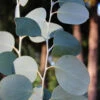 Mappa Tassie Cold Hardy Eucalyptus Tree (Eucalyptus Pauciflora) - 1 Gallon Pot -Wilson Bros Garden eucalyptus pauciflora mappa tassie 1 3