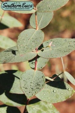 Cab Sav Cold Hardy Eucalyptus Tree (Eucalyptus Rubida) - 5 Gallon Pot (3.5-4.5')