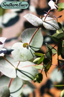 Maggie Cold Hardy Eucalyptus Tree (Eucalyptus Nova Anglica) - 5 Gallon Pot