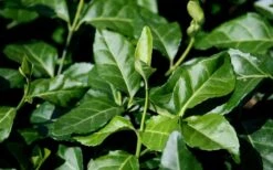 Purple Wintercreeper (Euonymus Fortunei 'Coloratus') - 6 Pack Of Pint Pots -Wilson Bros Garden euonymus fortunei coloratus purple wintercreeper 1