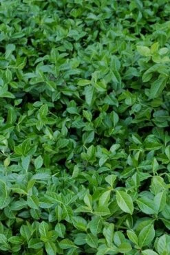 Purple Wintercreeper (Euonymus Fortunei 'Coloratus') - 6 Pack Of Pint Pots -Wilson Bros Garden euonymus fortunei coloratus purple wintercreeper 2