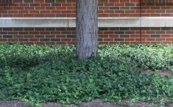 Purple Wintercreeper (Euonymus Fortunei 'Coloratus') - 6 Pack Of Pint Pots -Wilson Bros Garden euonymus fortunei coloratus purple wintercreeper 4