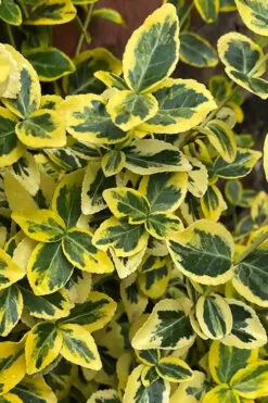 Emerald 'N Gold Euonymus - 2 Gallon Pot -Wilson Bros Garden euonymus fortunei emerald n gold 1