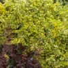 Emerald 'N Gold Euonymus - 2 Gallon Pot -Wilson Bros Garden euonymus fortunei emerald n gold 4