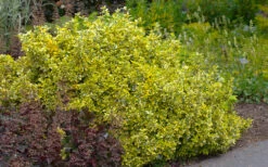 Emerald 'N Gold Euonymus - 2 Gallon Pot -Wilson Bros Garden euonymus fortunei emerald n gold 5