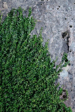 Kewensis Euonymus (Miniature Wintercreeper) - 18 Pack Of Pint Pots