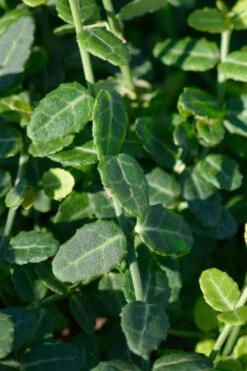 Kewensis Euonymus (Miniature Wintercreeper) - 18 Pack Of Pint Pots -Wilson Bros Garden euonymus fortunei kewensis miniature wintercreeper 6 1