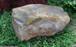 Kewensis Euonymus (Miniature Wintercreeper) - 18 Pack Of Pint Pots -Wilson Bros Garden euonymus fortunei kewensis miniature wintercreeper 9 1