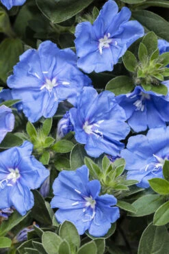 Blue My Mind Evolvulus (Blue Daze) - 1 Gallon Pot -Wilson Bros Garden evolvulus blue my mind blue daze 1